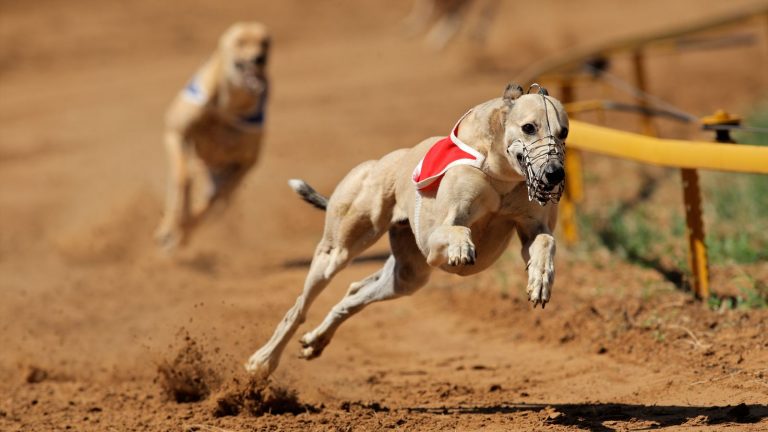 Wales plans to ban greyhound racing Wales plans to ban greyhound racing