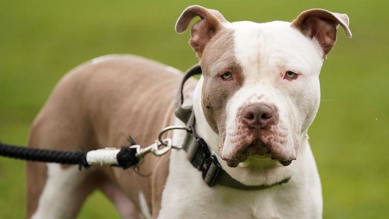 Woman who died after she was attacked by a dog in Bristol named
