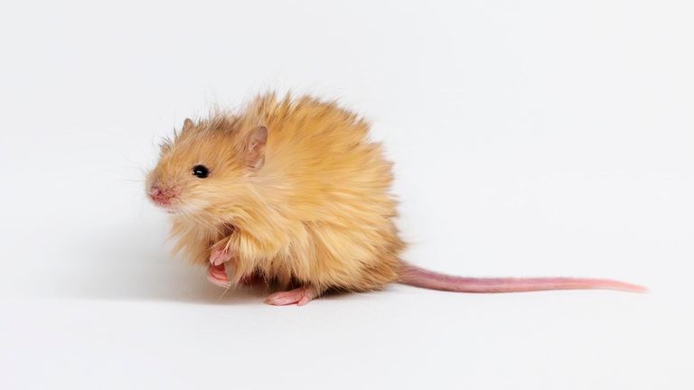 Genetically edited mice with long, thick, woolly hair at a lab in Dallas, Texas. 
Pic: Colossal Biosciences/AP