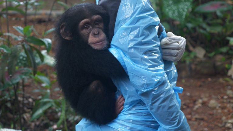 Popular chimp sanctuary closes doors over threat from illegal human land grab